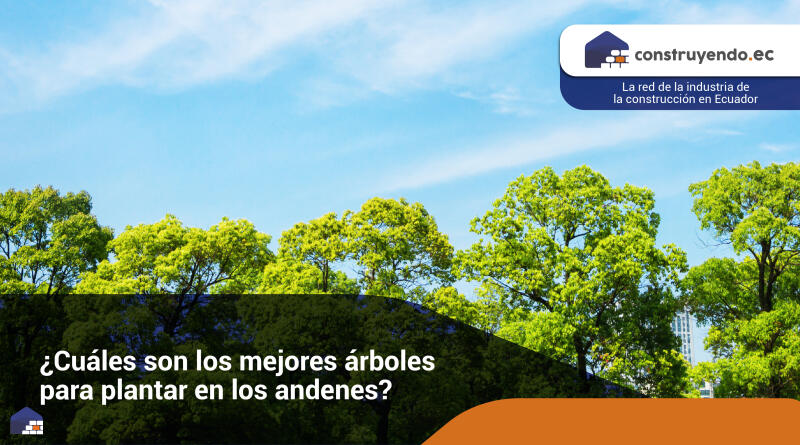 ¿Cuáles son los mejores árboles para plantar en los andenes?